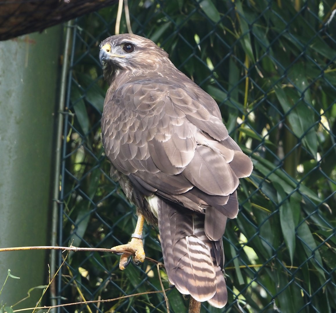 Common buzzard (Buteo buteo), 2024-05-21