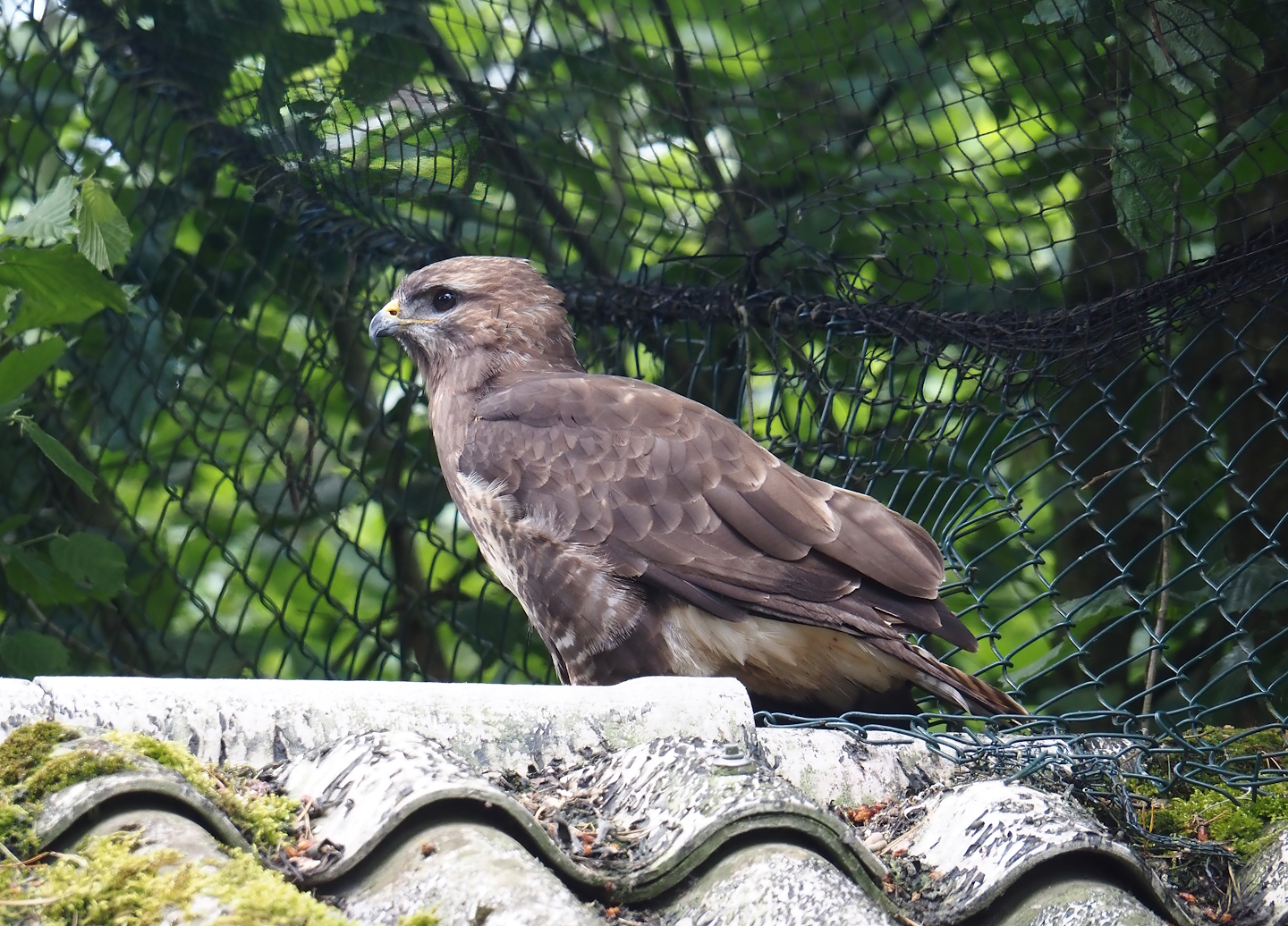 Common buzzard (Buteo buteo), 2024-05-23
