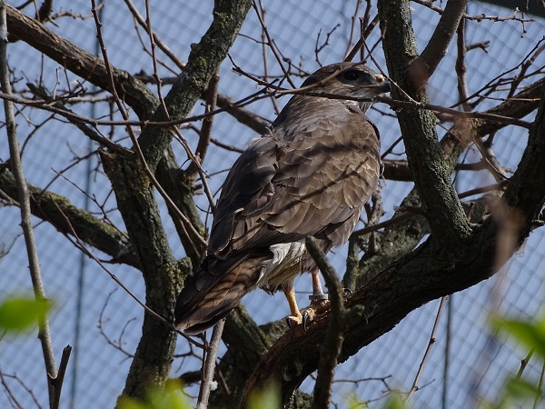 Common buzzard (Buteo buteo buteo) (04/22)