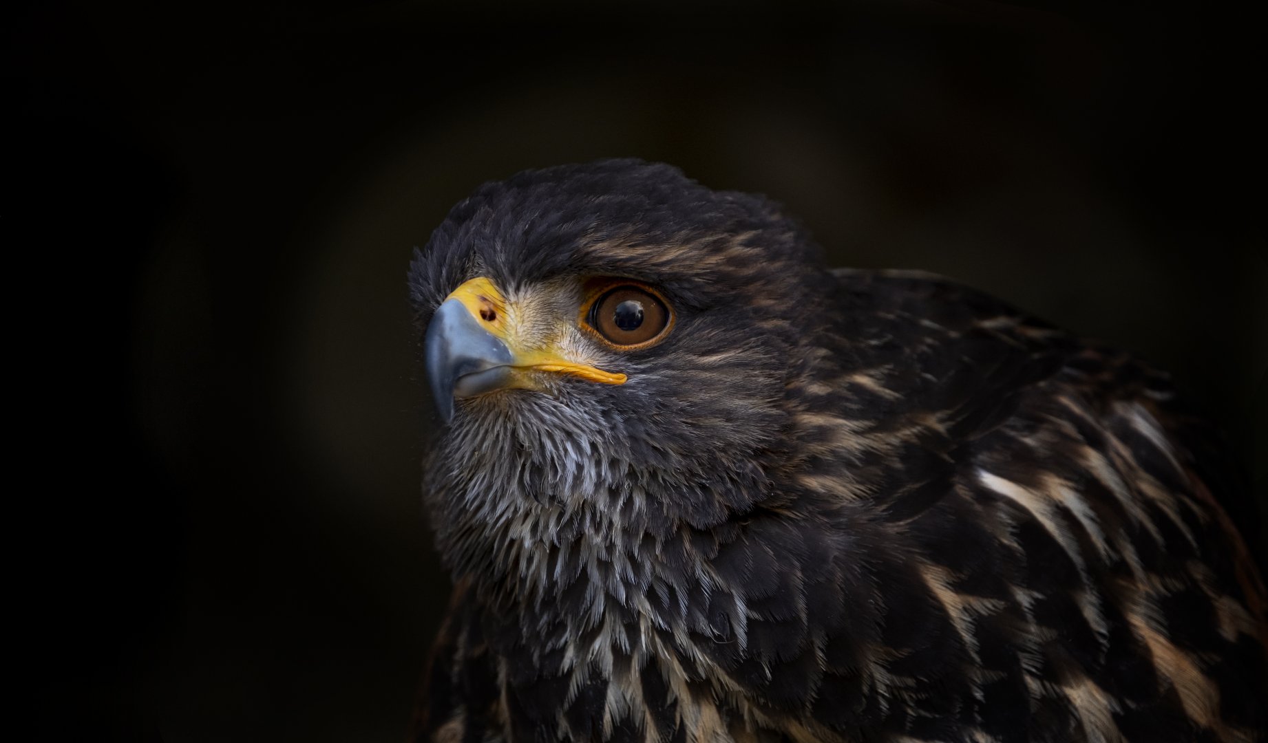 Common buzzard (Buteo buteo)