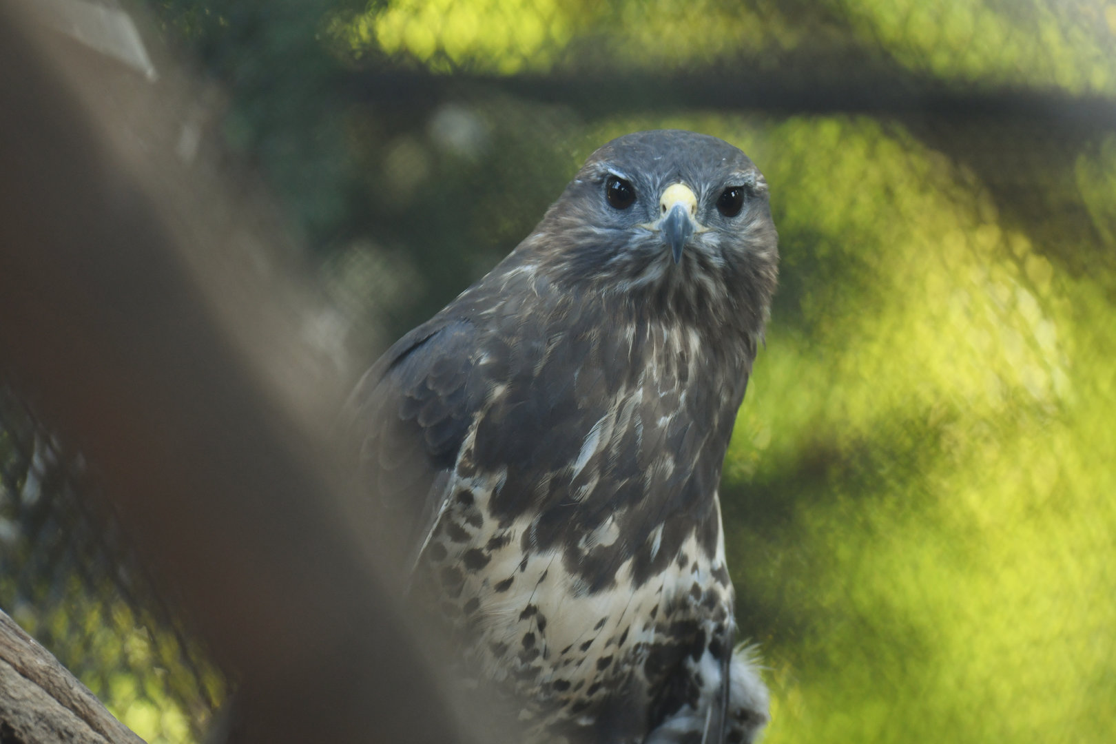 Common Buzzard Buteo buteo