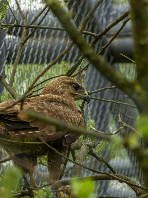 Common buzzard (Buteo buteo)