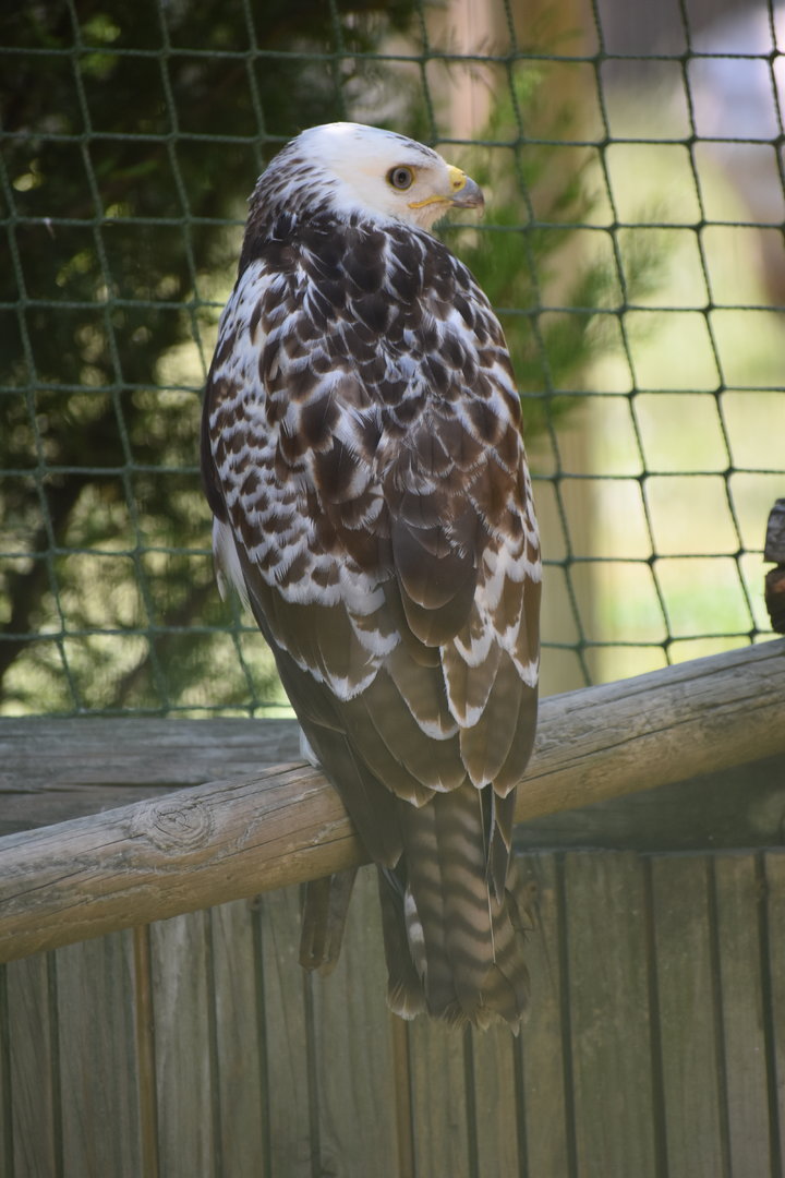 Common Buzzard - Buteo buteo