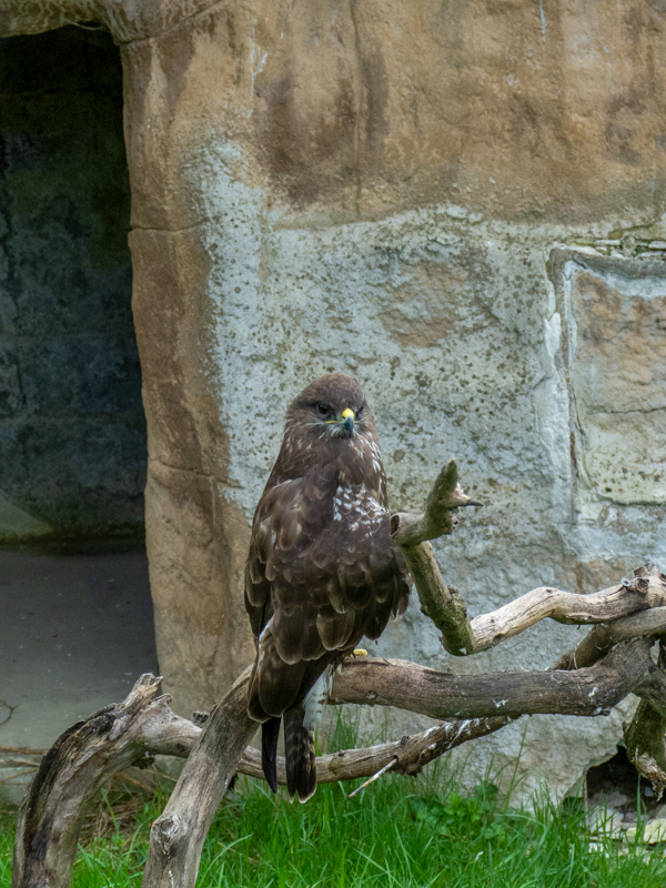 common buzzard (Buteo buteo)