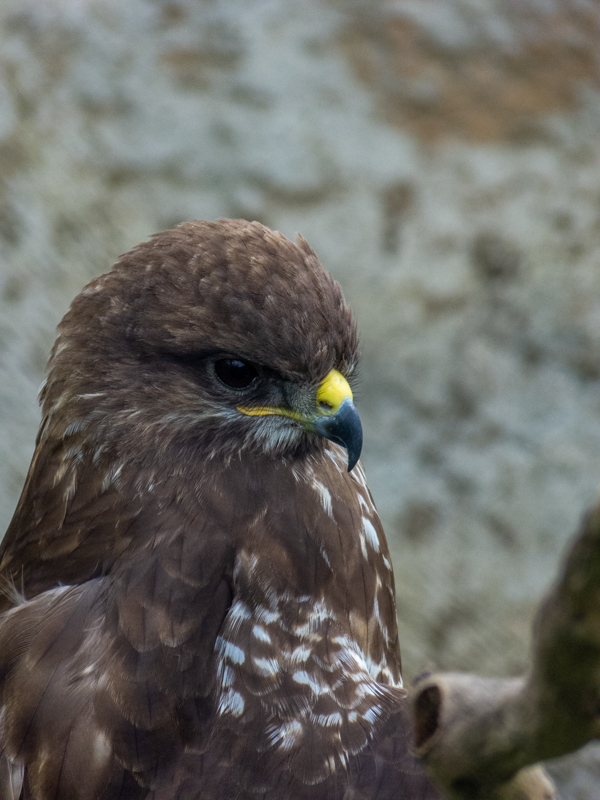 common buzzard (Buteo buteo)
