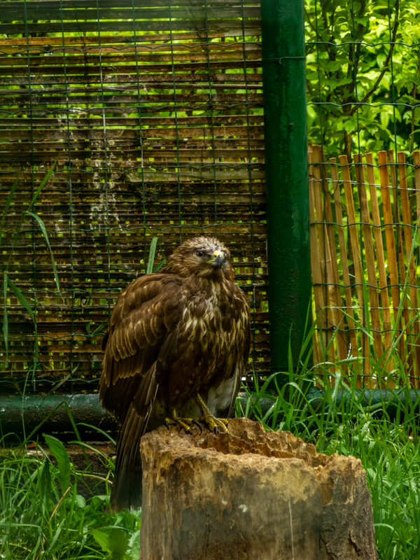 Common buzzard (Buteo buteo)