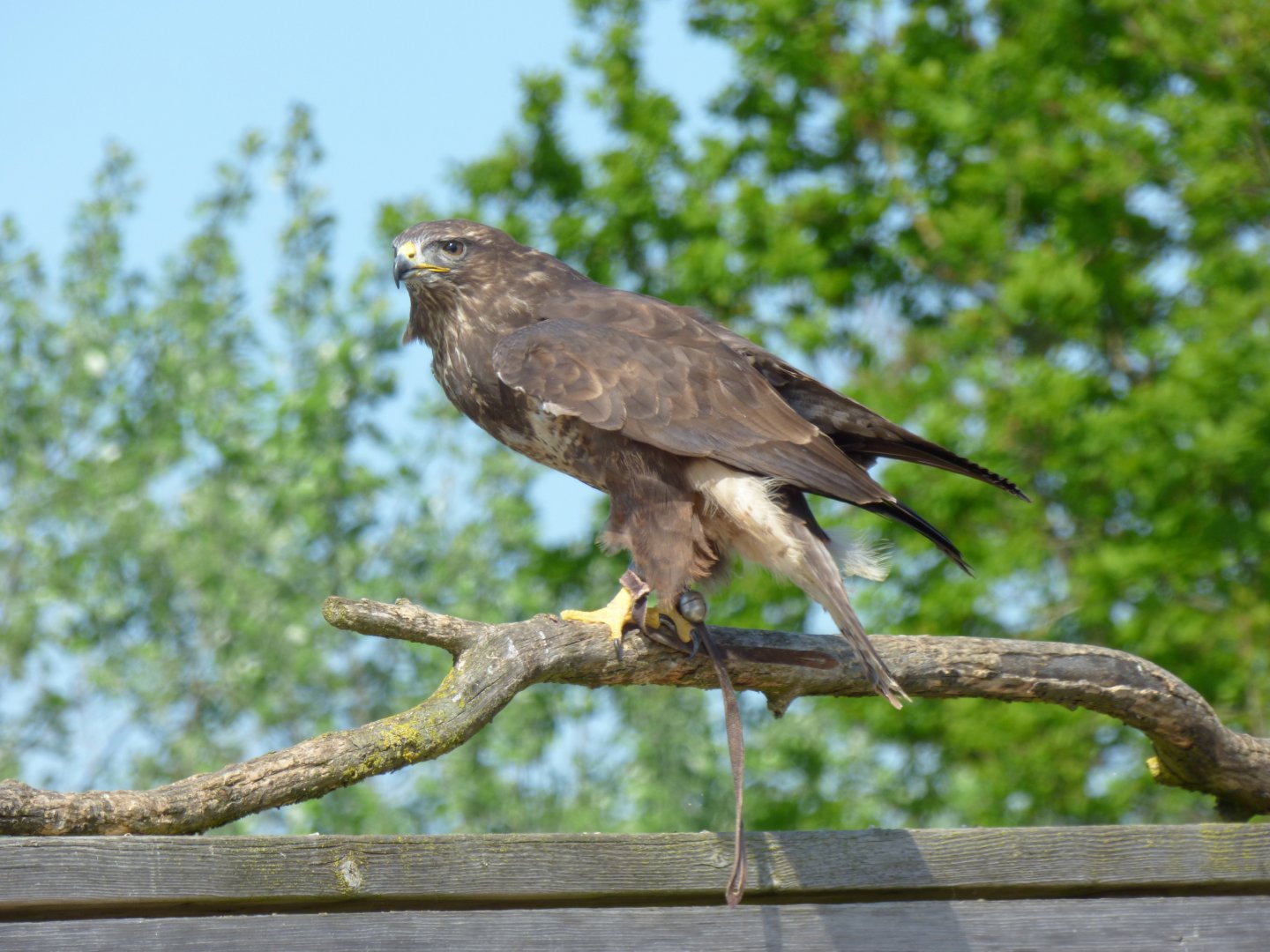Common buzzard (Buteo buteo)