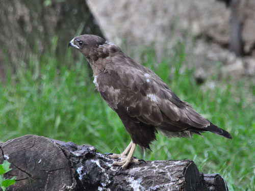 Common Buzzard in Kishinev Zoo