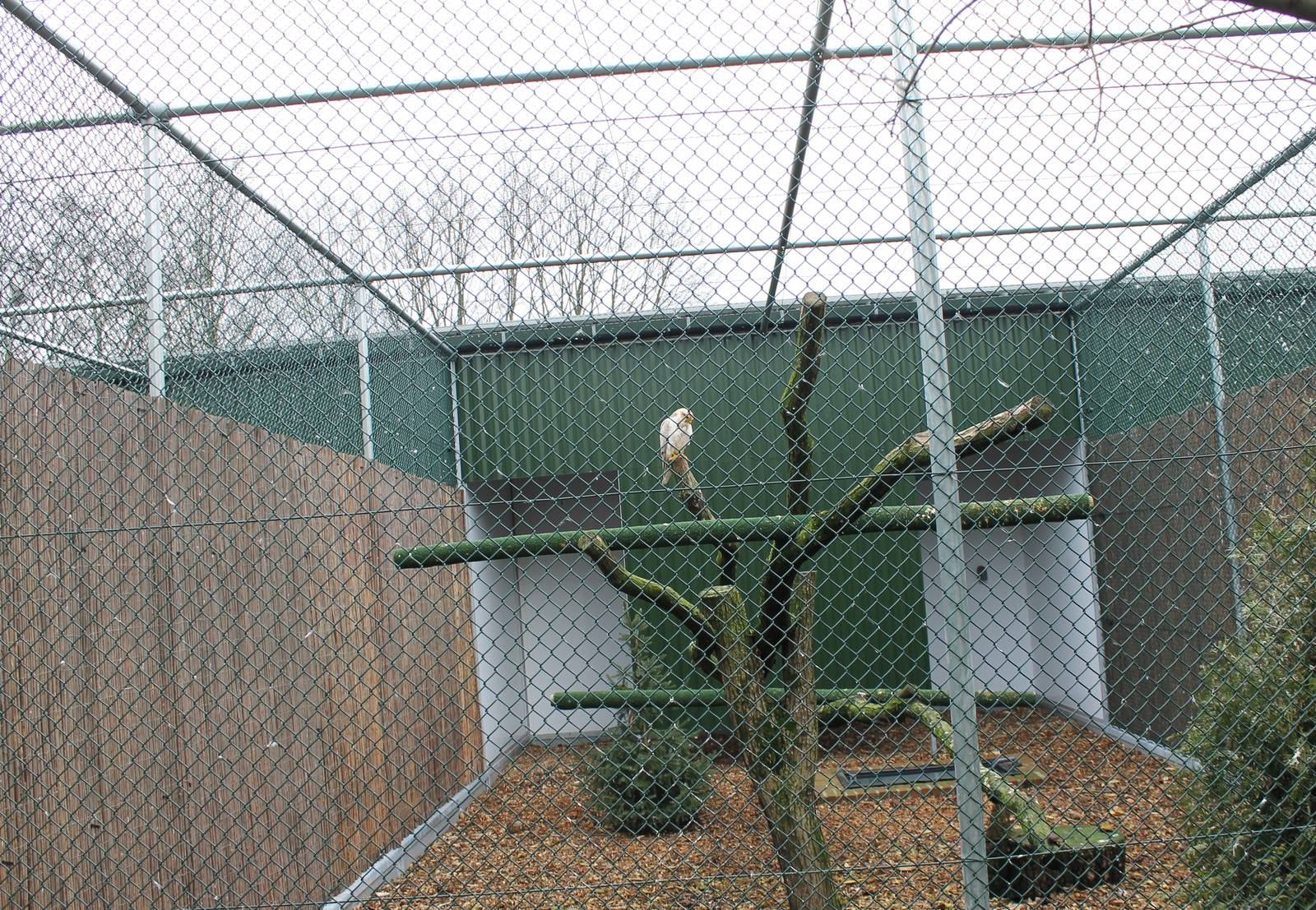 Common buzzard in new aviary