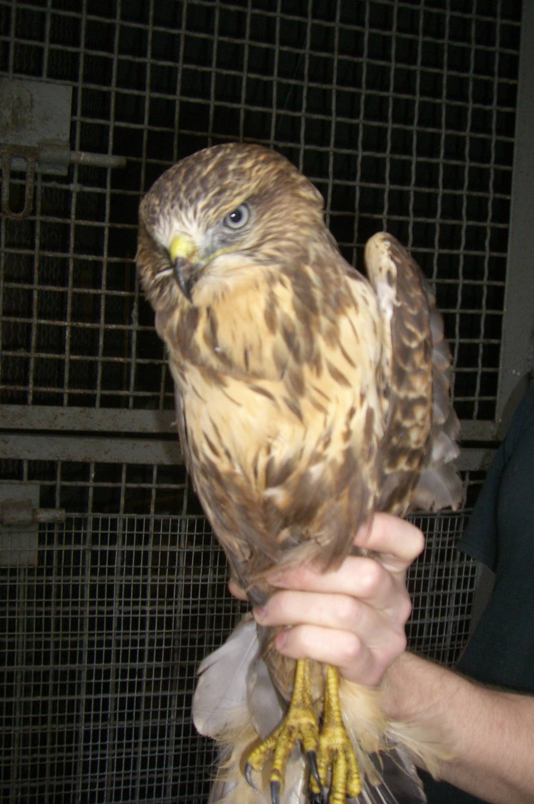 Common buzzard in the Animal hospital