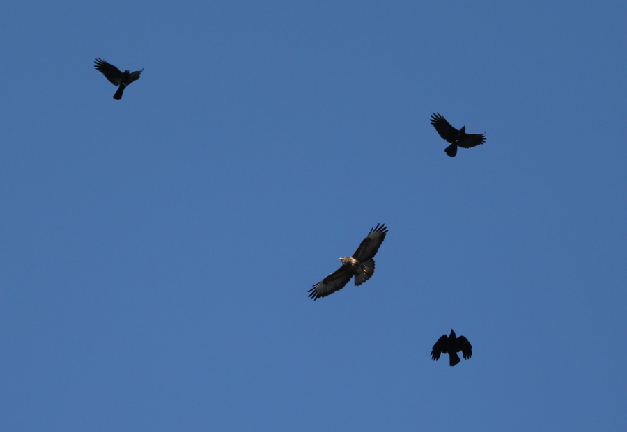 common buzzard mobbed by carrion crows