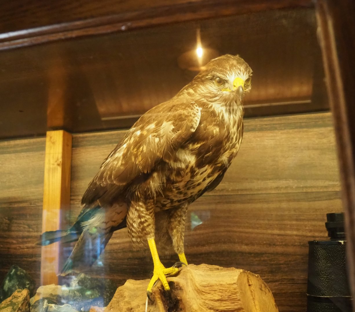 Common buzzard taxidermy, 2023-09-24