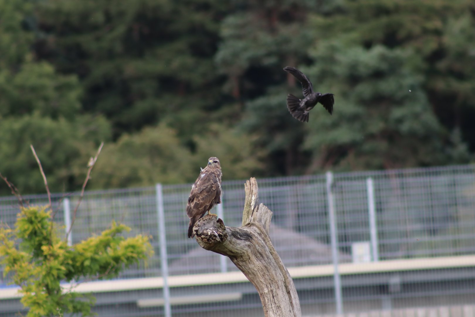 Common Buzzard (wild) - 30 July 2020