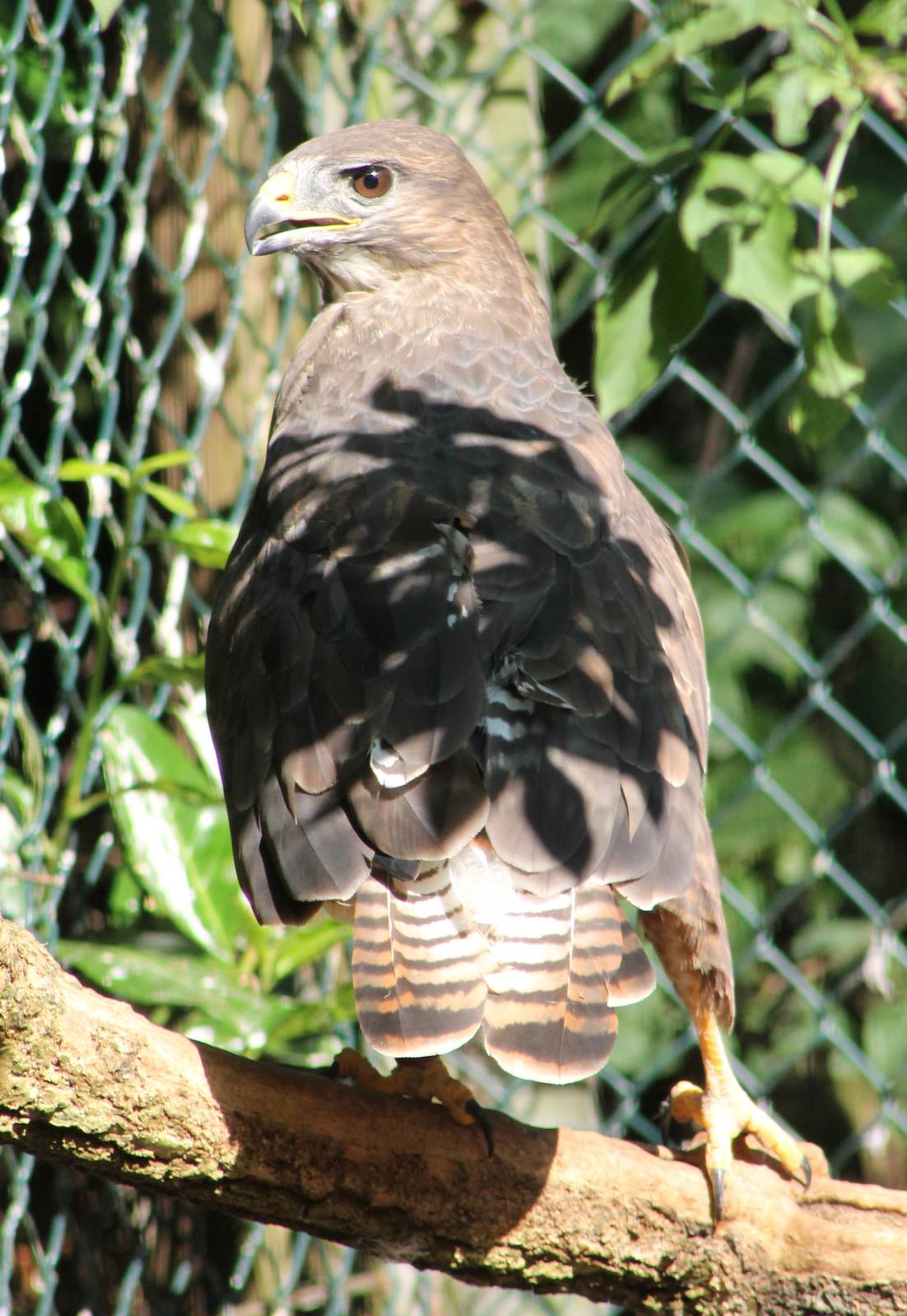 Common buzzard