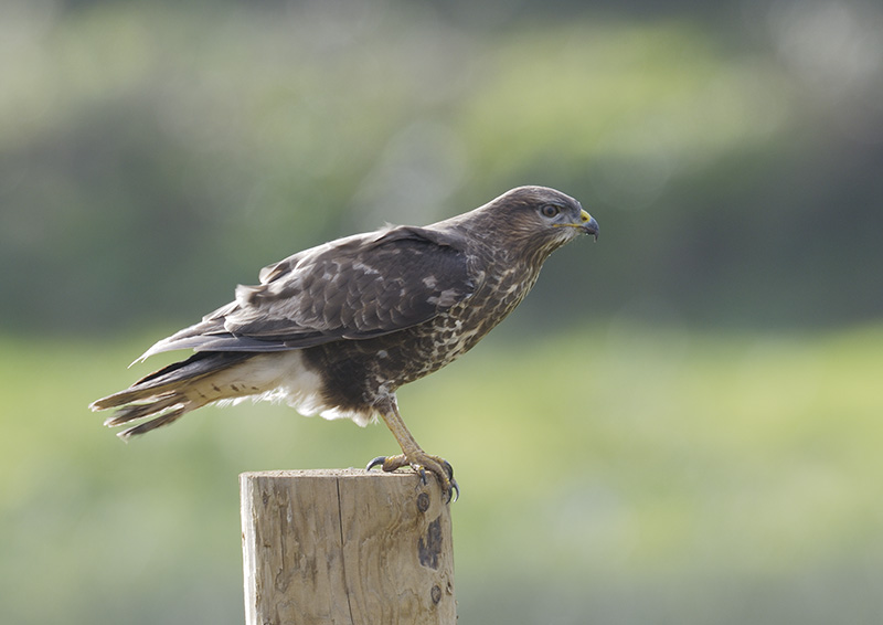Common Buzzard