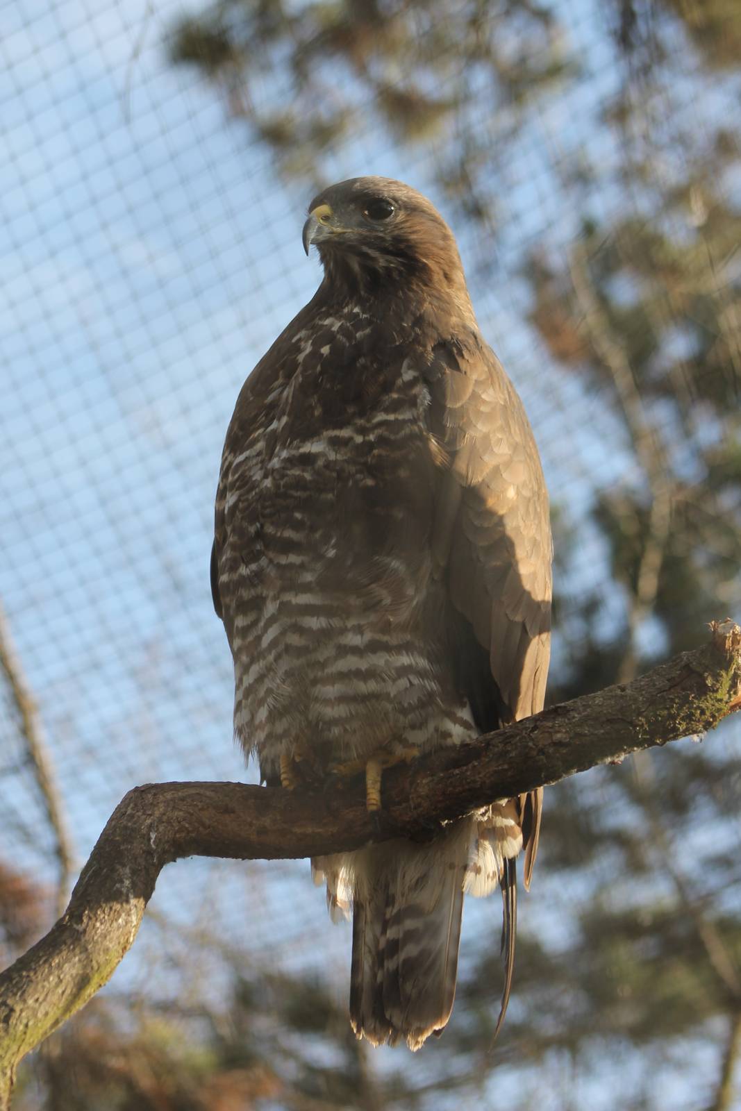 Common buzzard