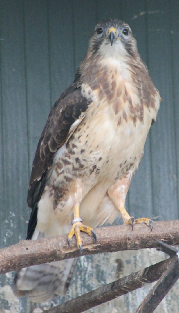 Common buzzard