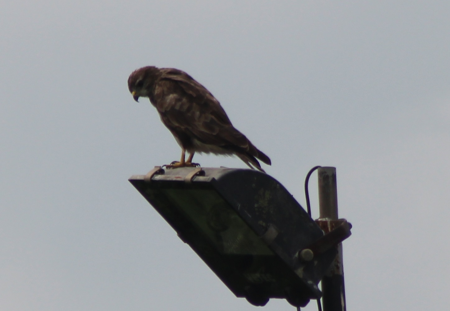 Common buzzard