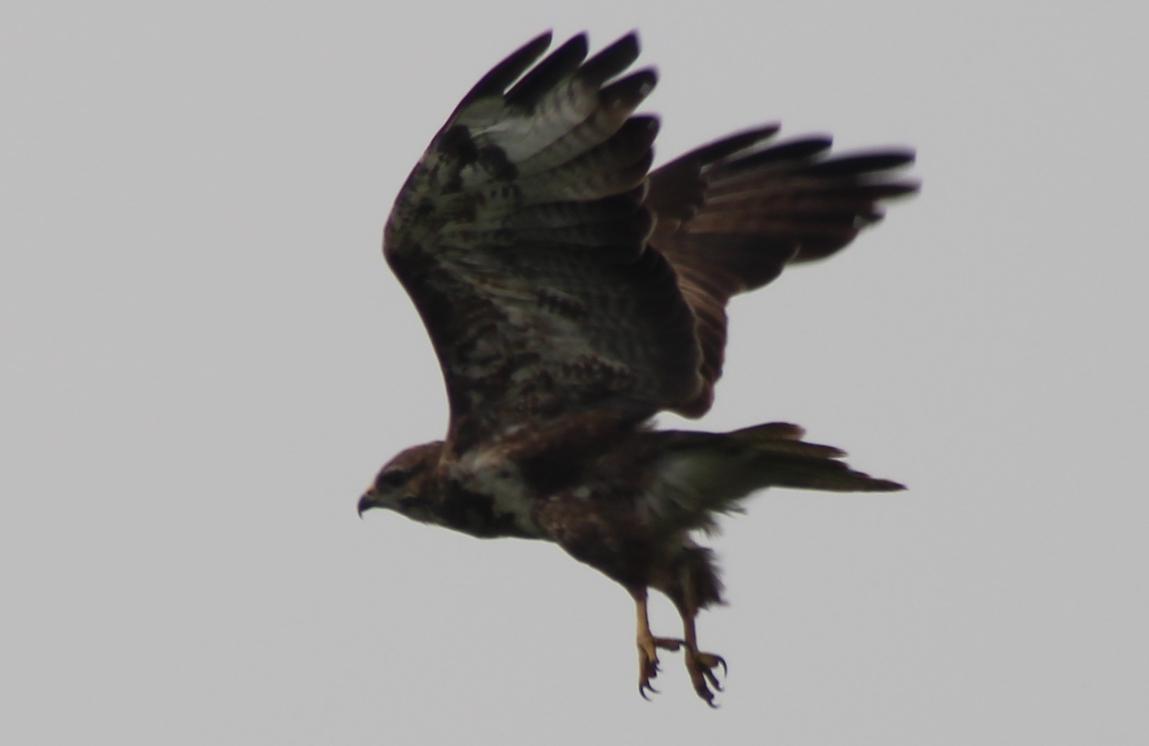 Common buzzard