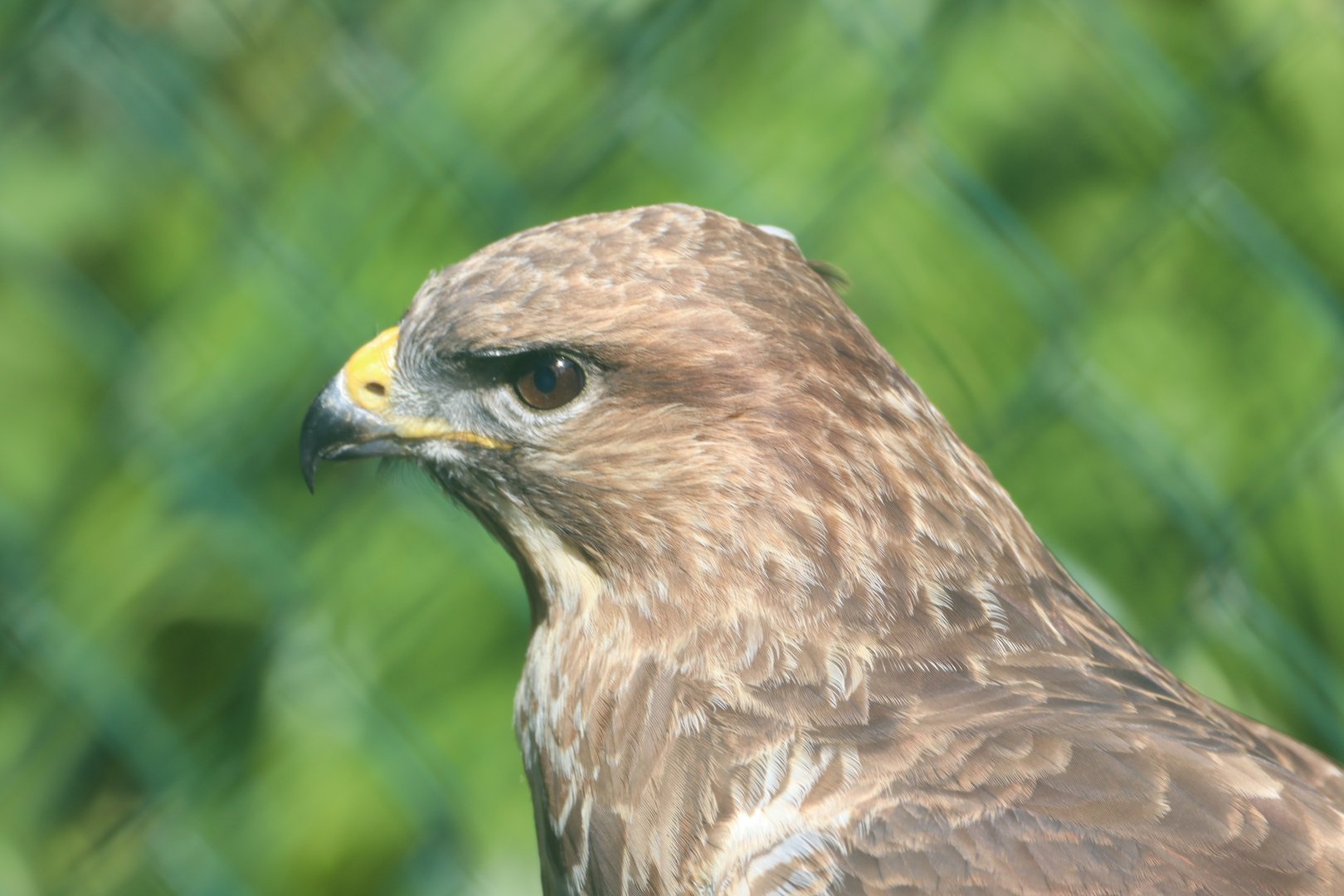 Common Buzzard