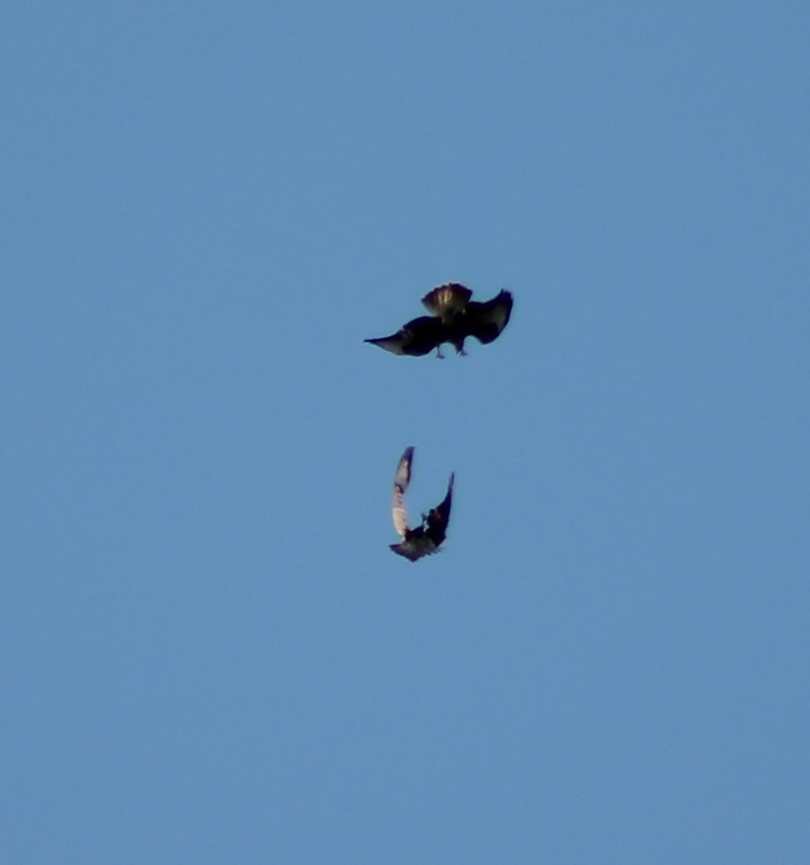 Common buzzards mating flight