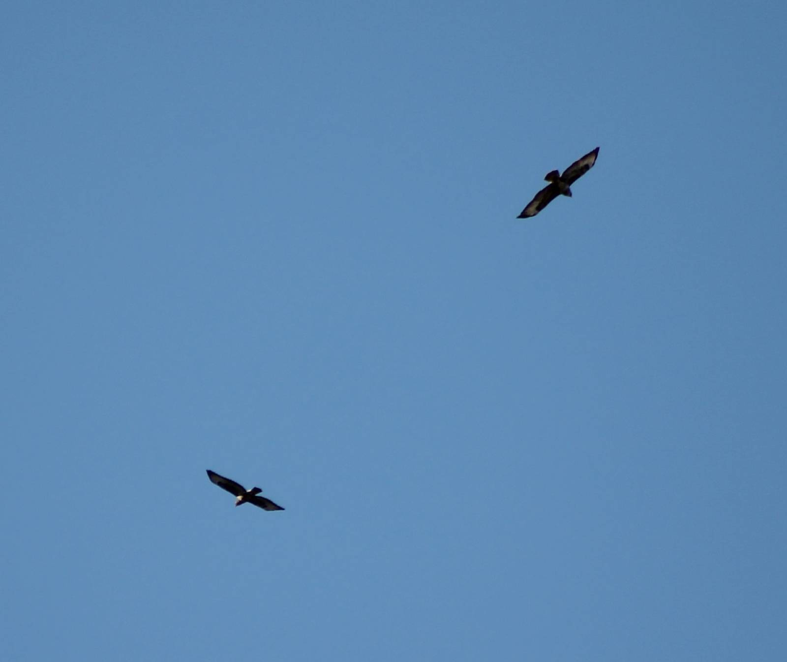 Common buzzards mating flight