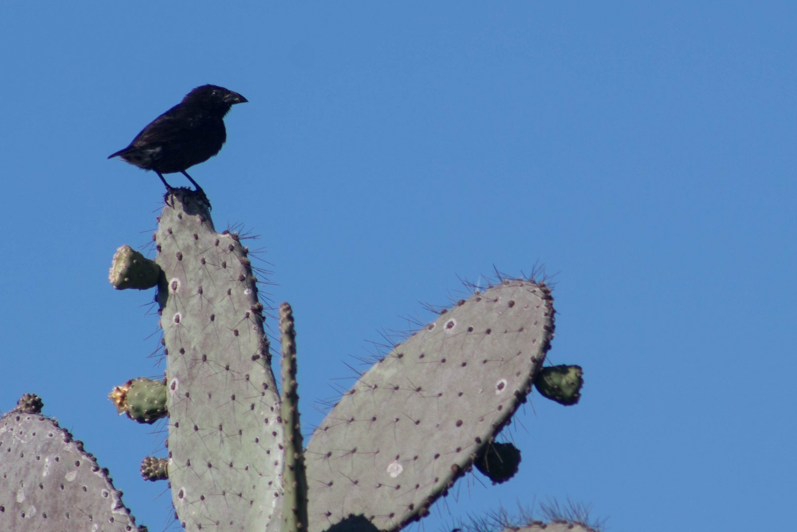 Common cactus finch