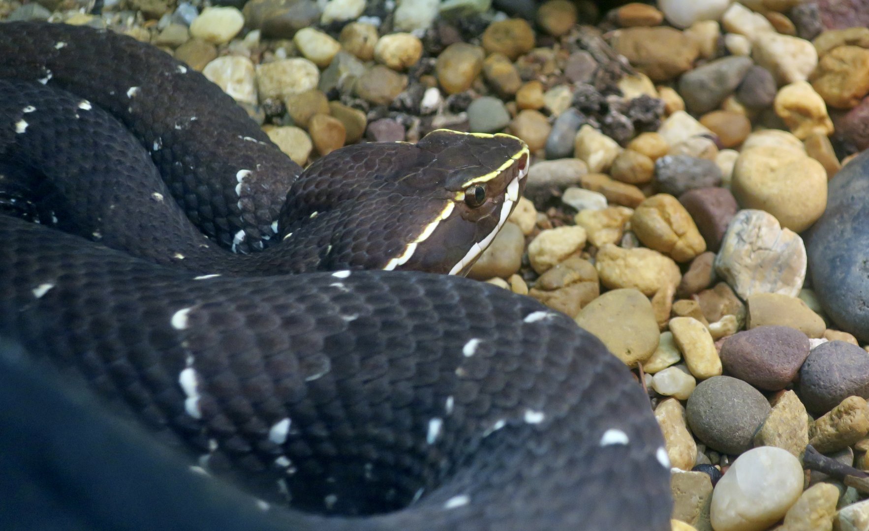 Common Cantil (Agkistrodon bilineatus)