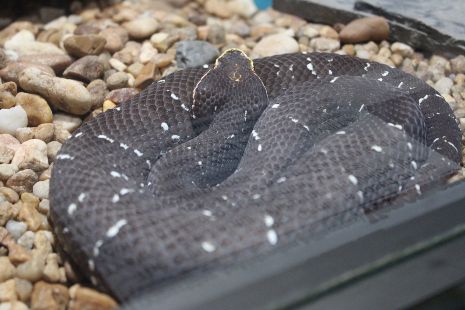 Common Cantil (Agkistrodon bilineatus)