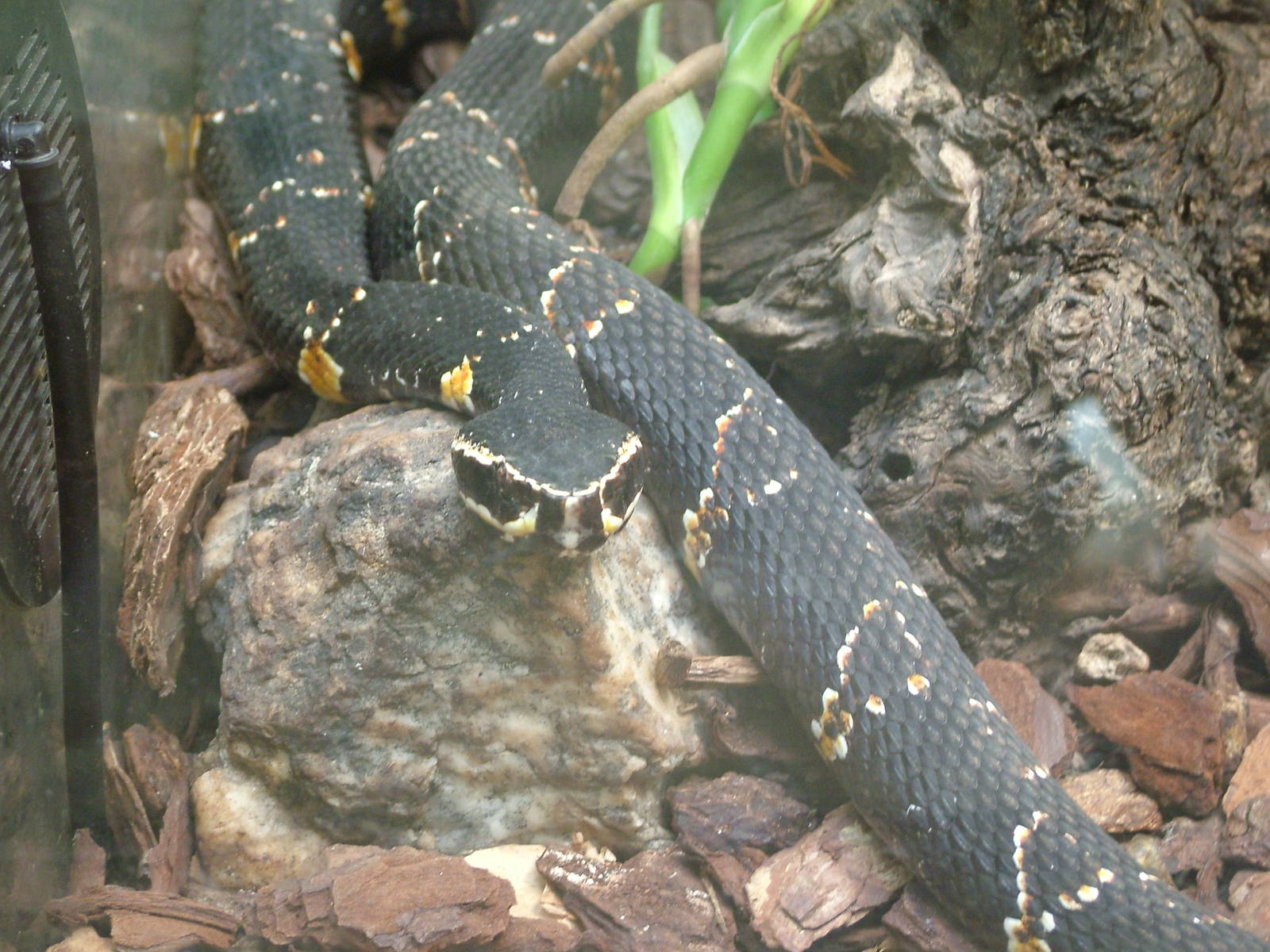Common Cantil at Madrid Zoo Aquarium, 26/05/11