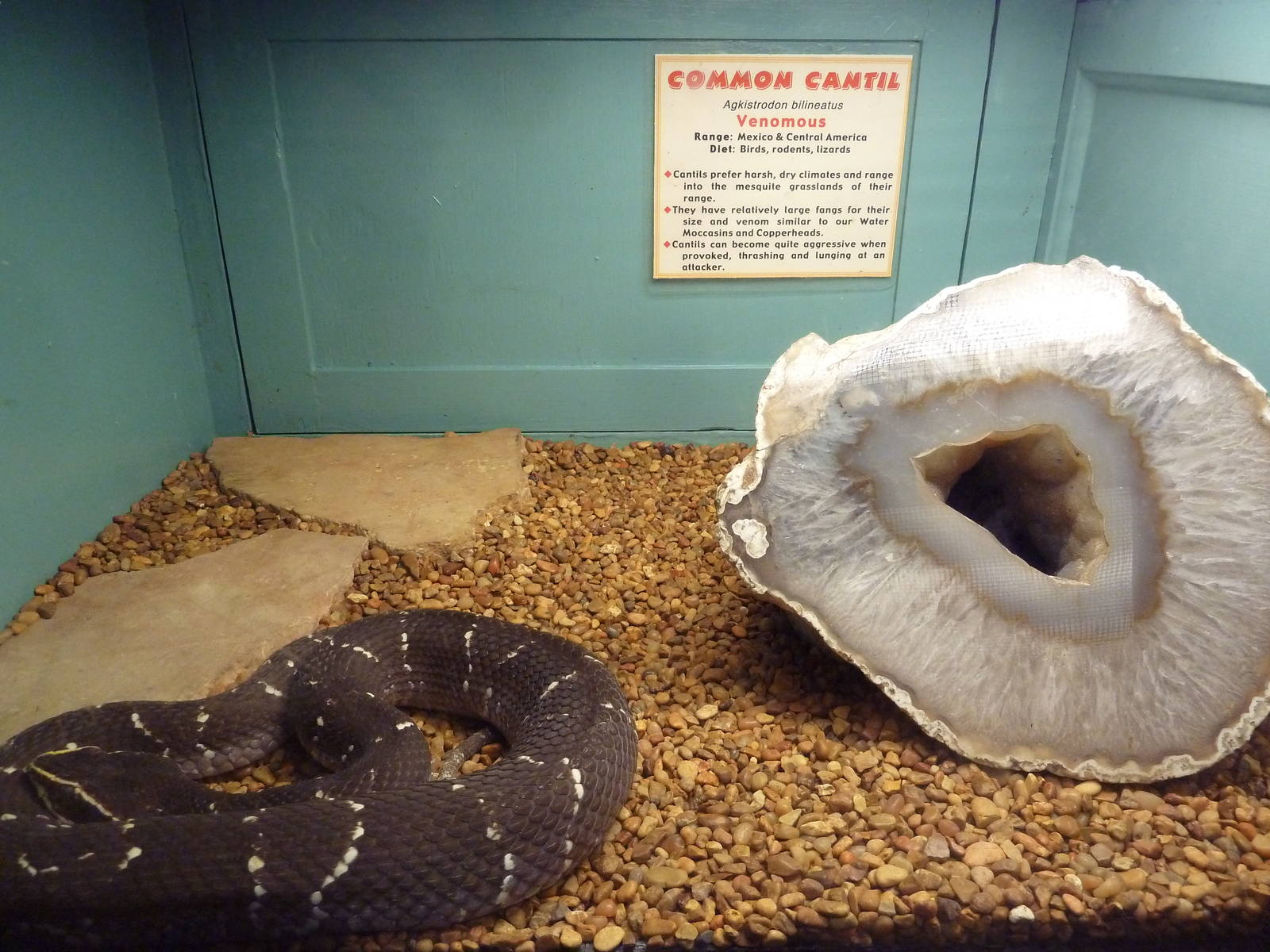 Common Cantil Exhibit