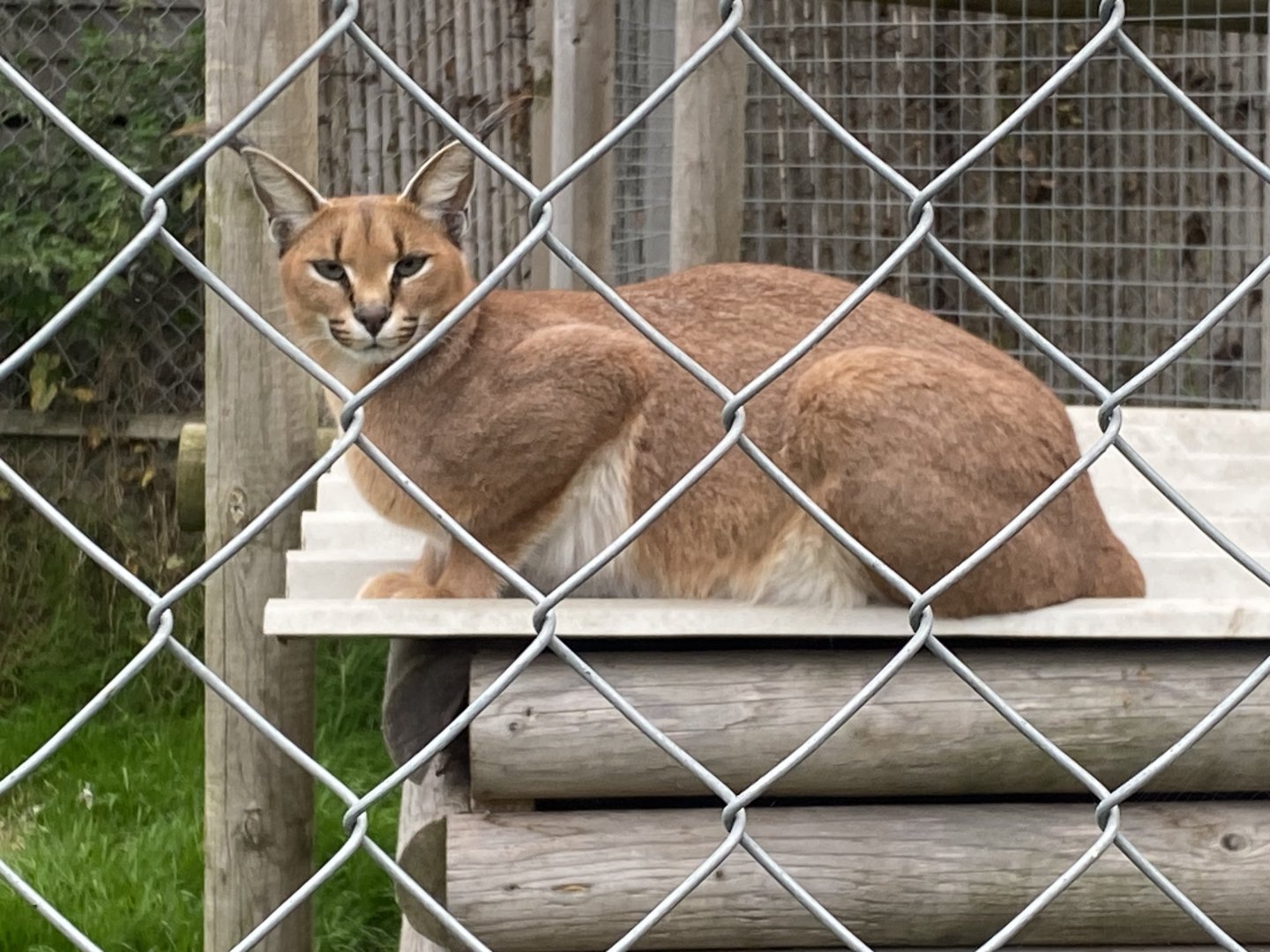 Common caracal 101025