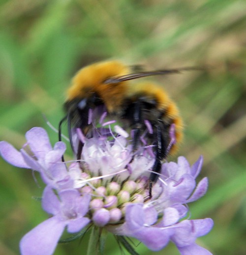 Common Carder Bee (Bombus pascuorum)