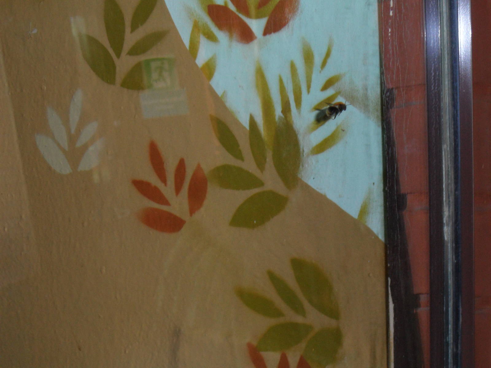 Common carder bee queen trapped in fossa exhibit