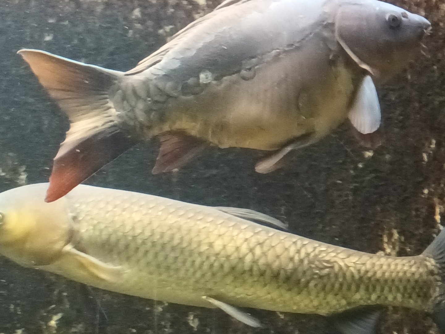 Common Carp and Grass Carp