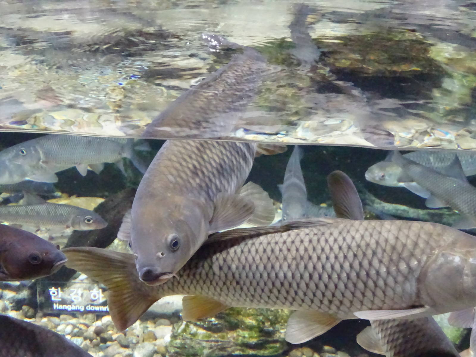 Common carp and ''Venus fish''