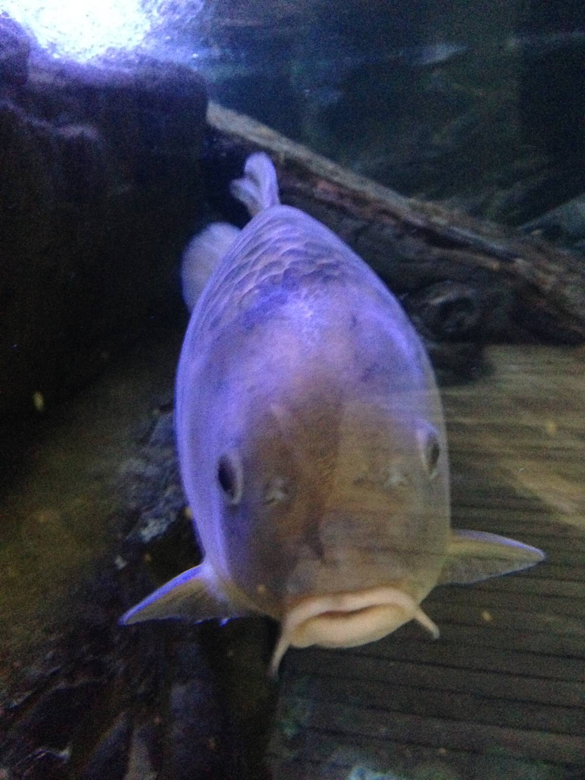 Common Carp at Blue Planet Aquarium - 05/10/2013