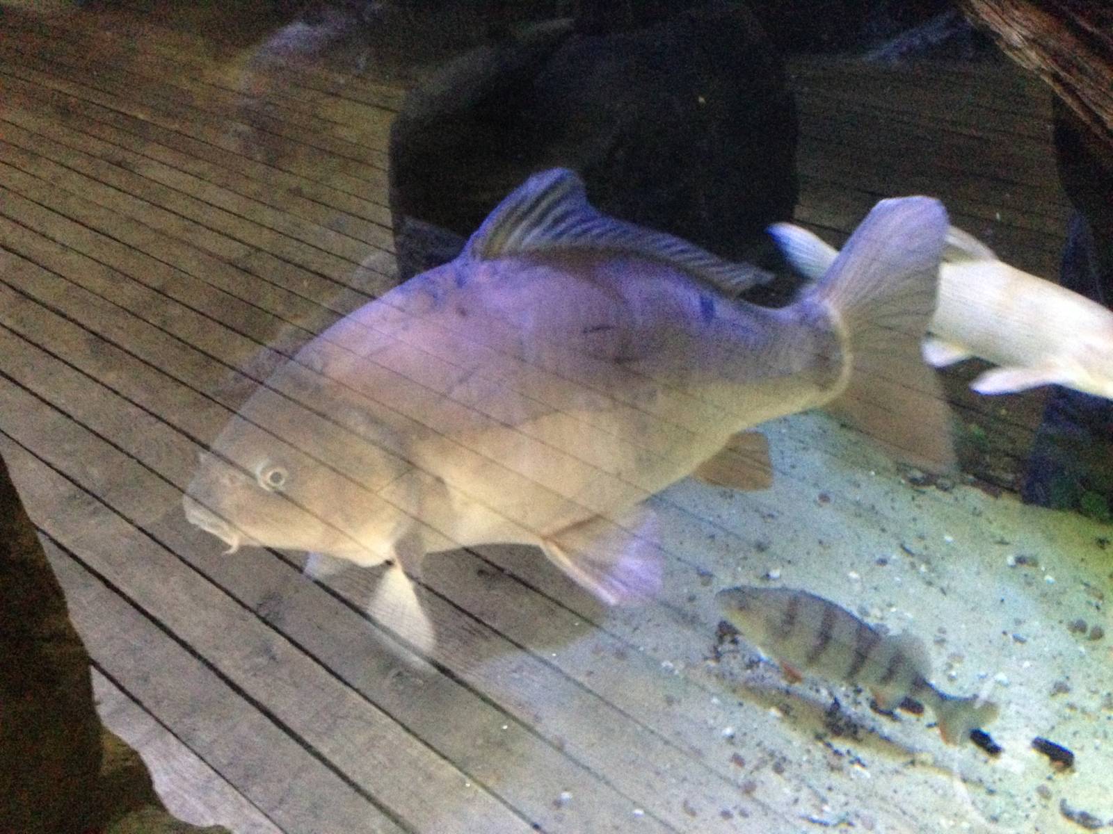 Common Carp at Blue Planet Aquarium - 05/10/2013