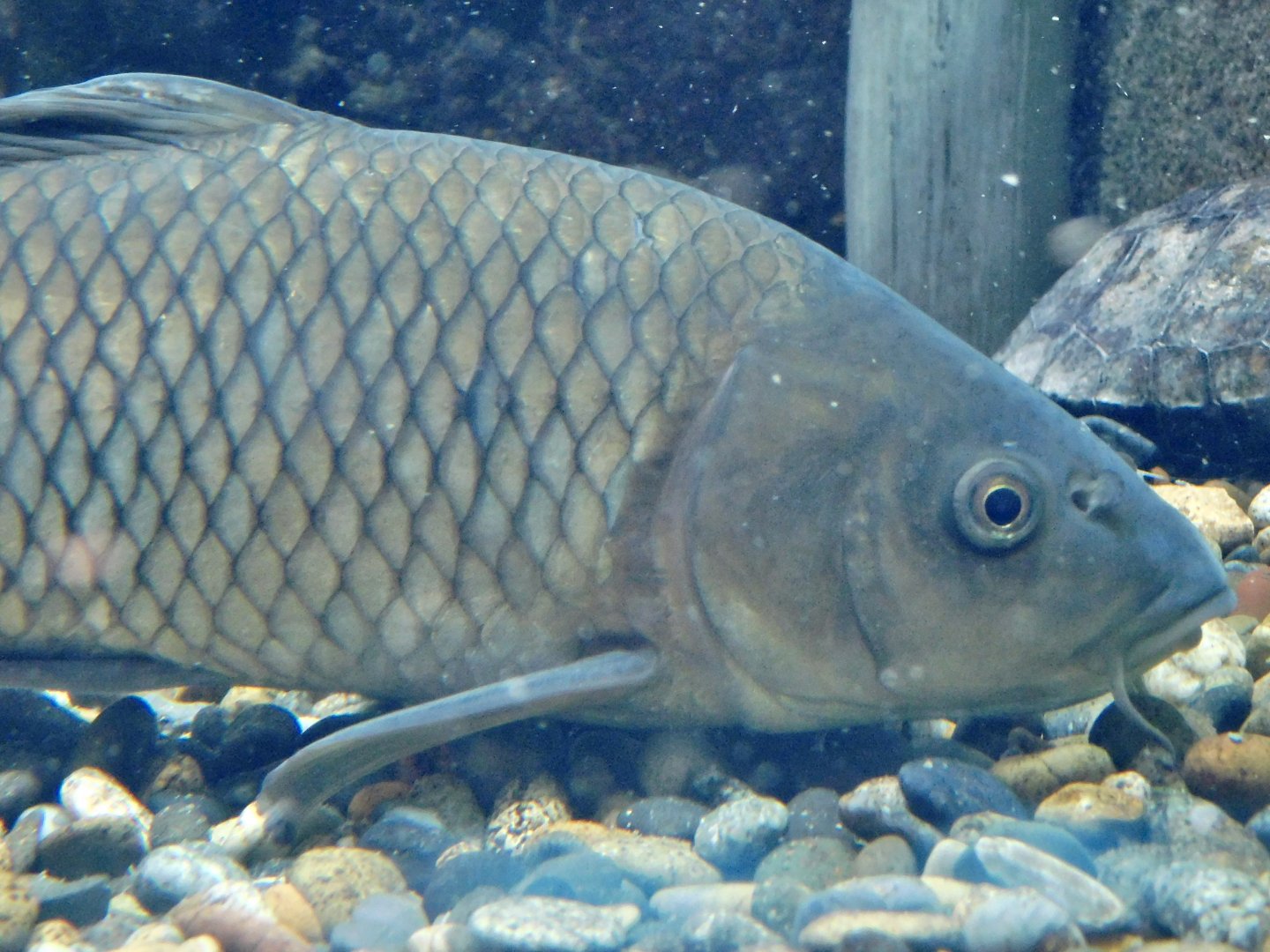 Common Carp (Cyprinus caprio) September 20, 2025