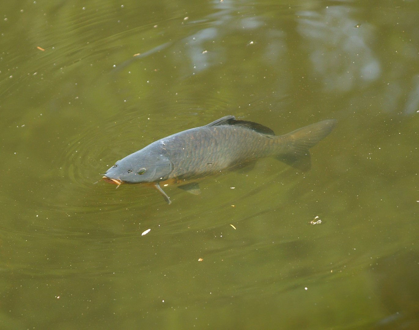 Common carp (Cyprinus carpio), 2010-04-18