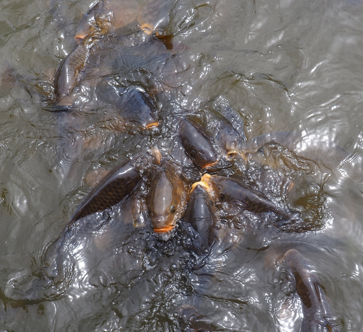 Common carp (Cyprinus carpio), 2022-06-12