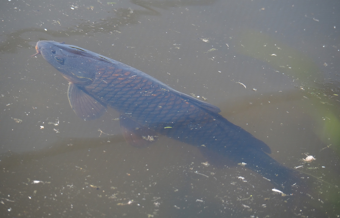 Common carp (Cyprinus carpio), 2022-06-15