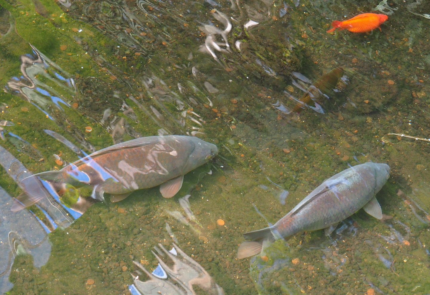Common carp (Cyprinus carpio) and Goldfish (Carassius auratus), 2022-06-28
