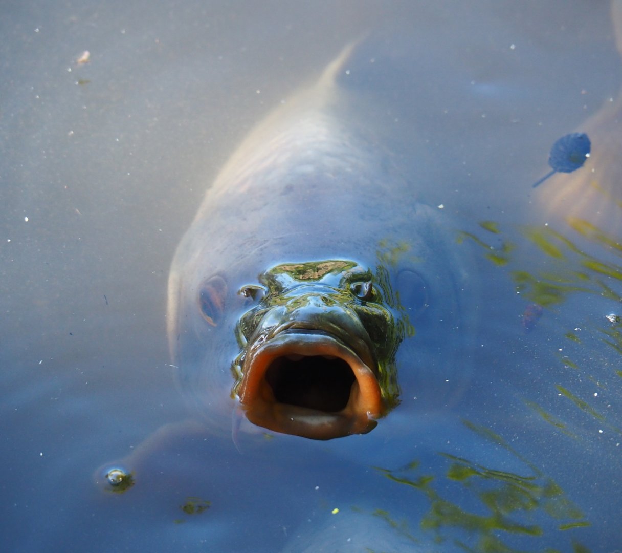 Common carp (Cyprinus carpio carpio), 2019-05-31