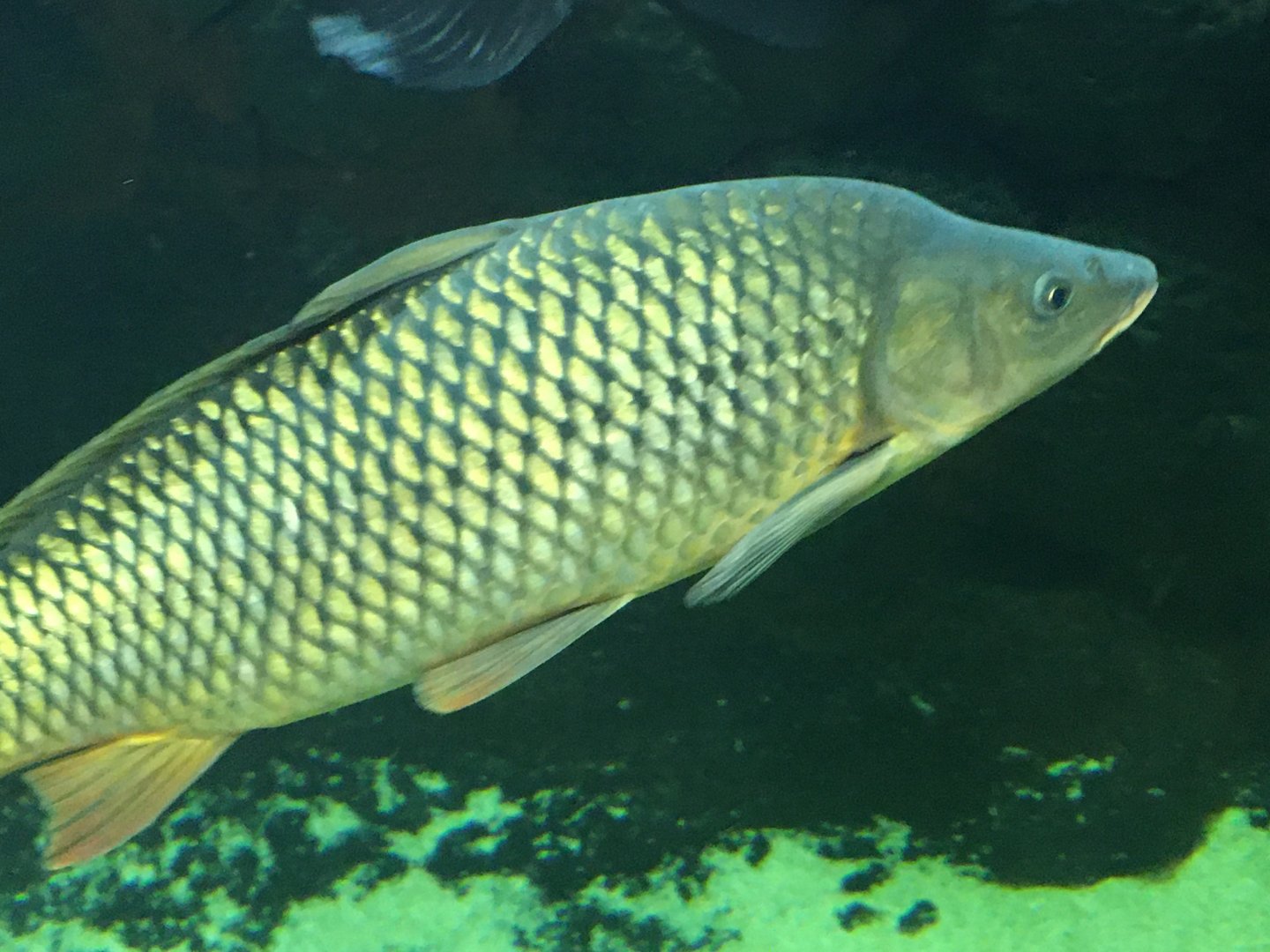 Common Carp (Cyprinus carpio)
