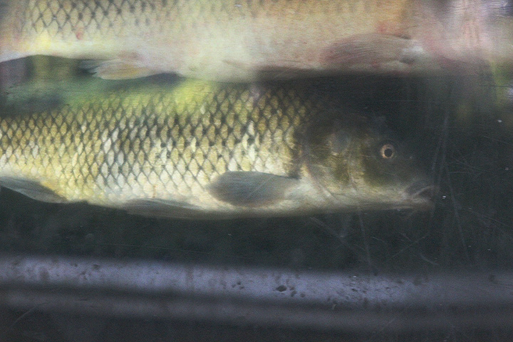 Common carp (Cyprinus carpio)
