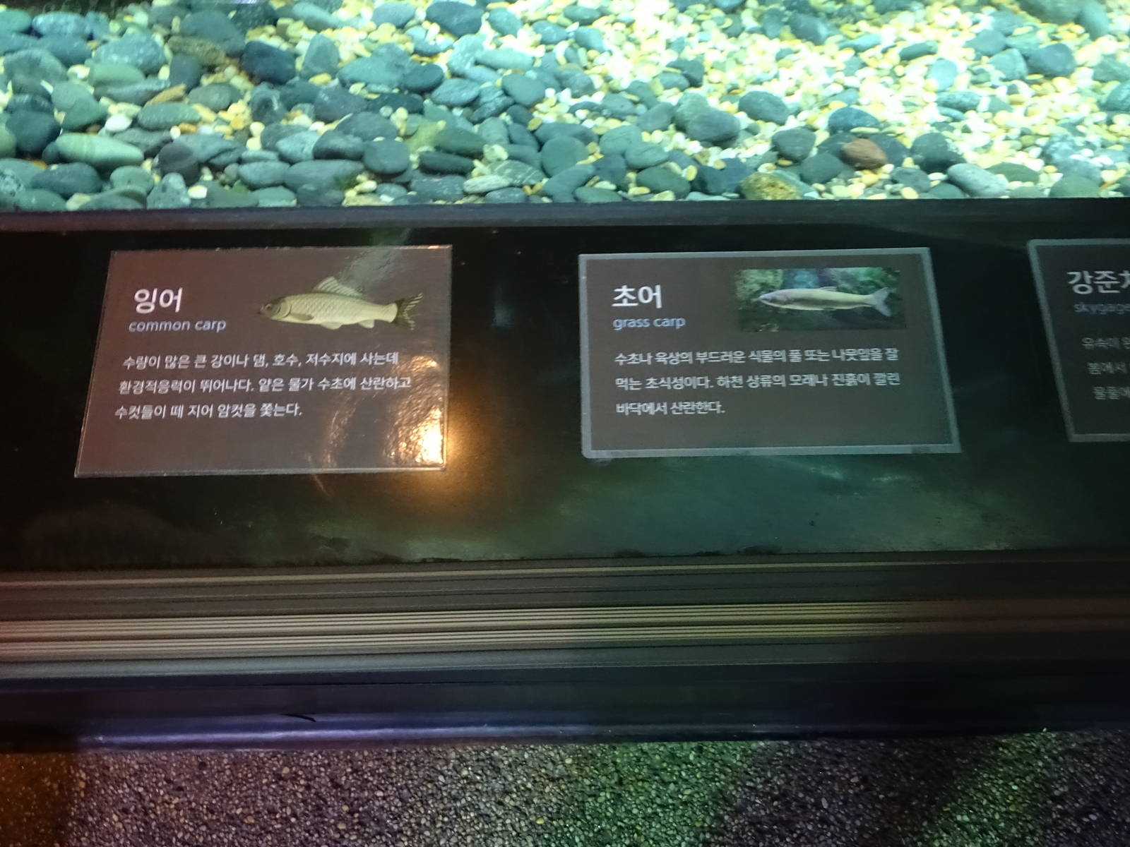 Common Carp , Grass Carp etc ... sign