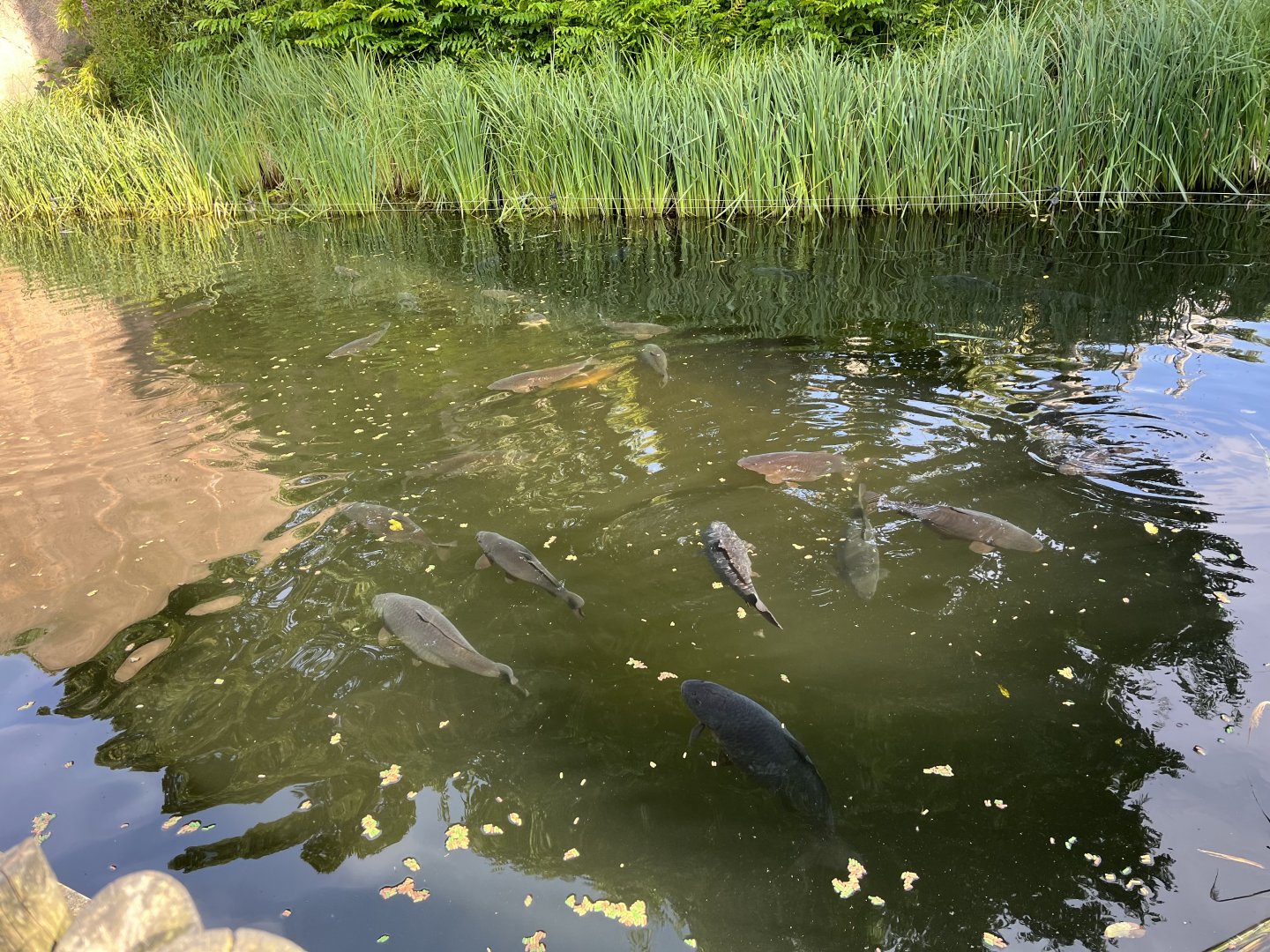 Common carp in chimpanzee moat 20.7.23