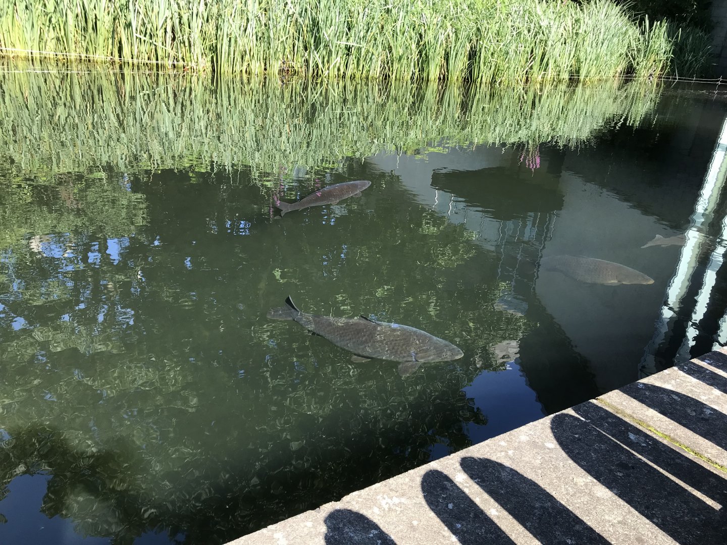 Common carp in chimpanzee most