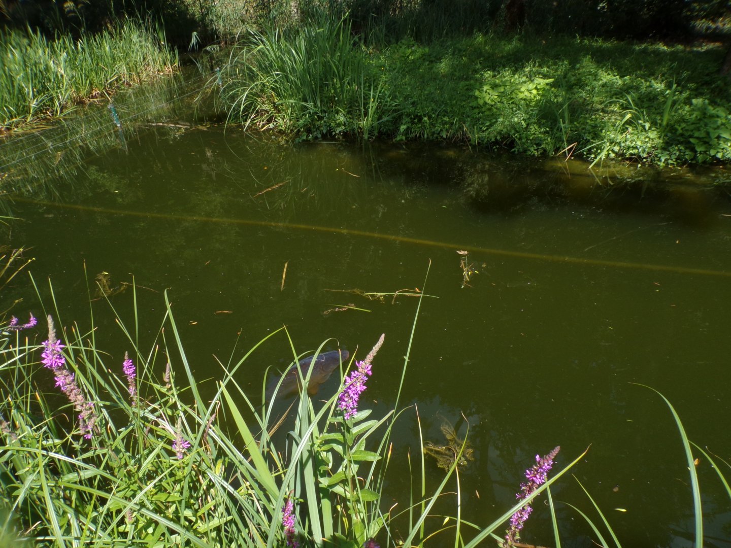 Common carp in gibbon moat 13.7.25